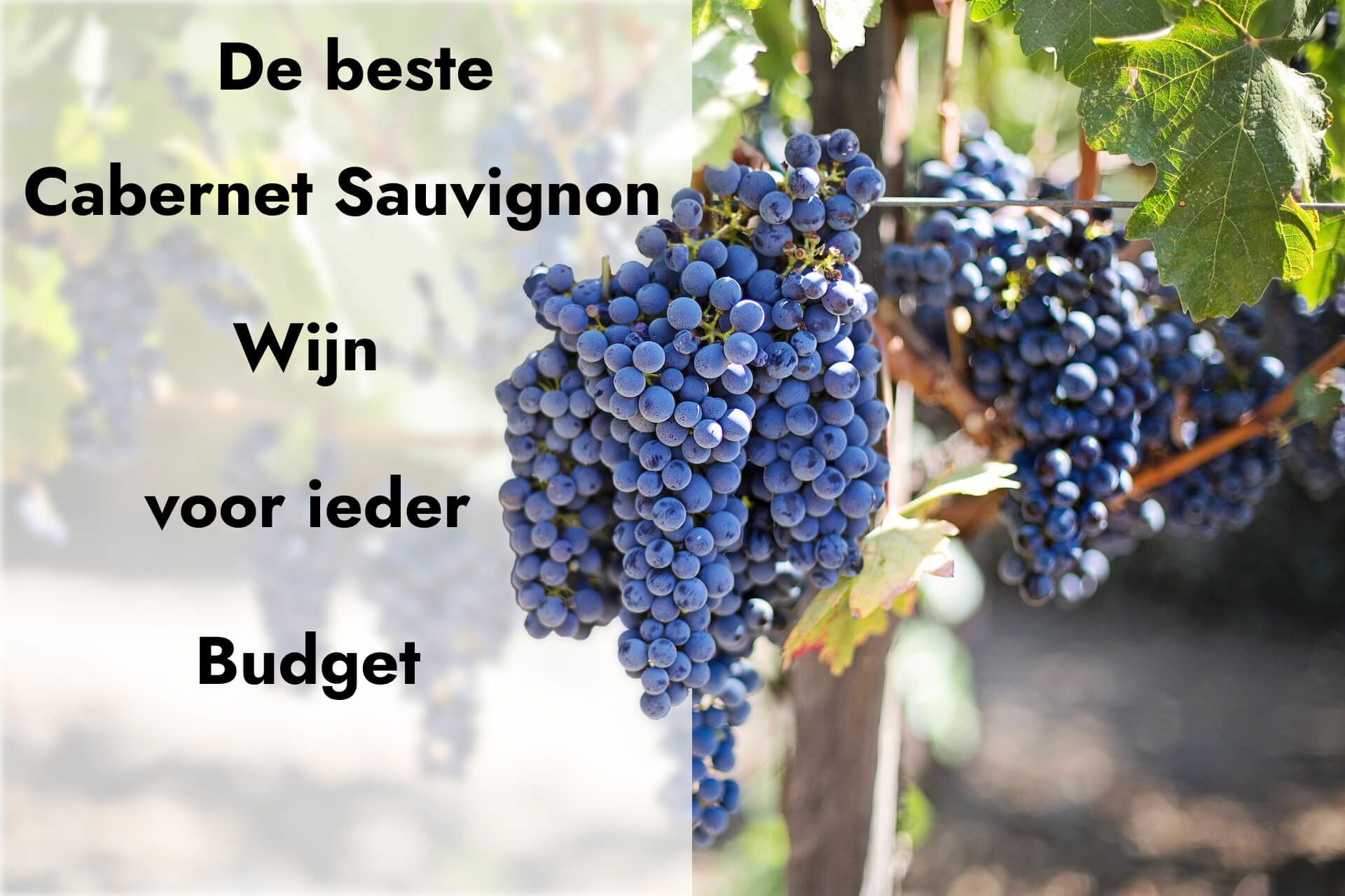 De ultieme gids voor cabernet sauvignon voor elk budget.