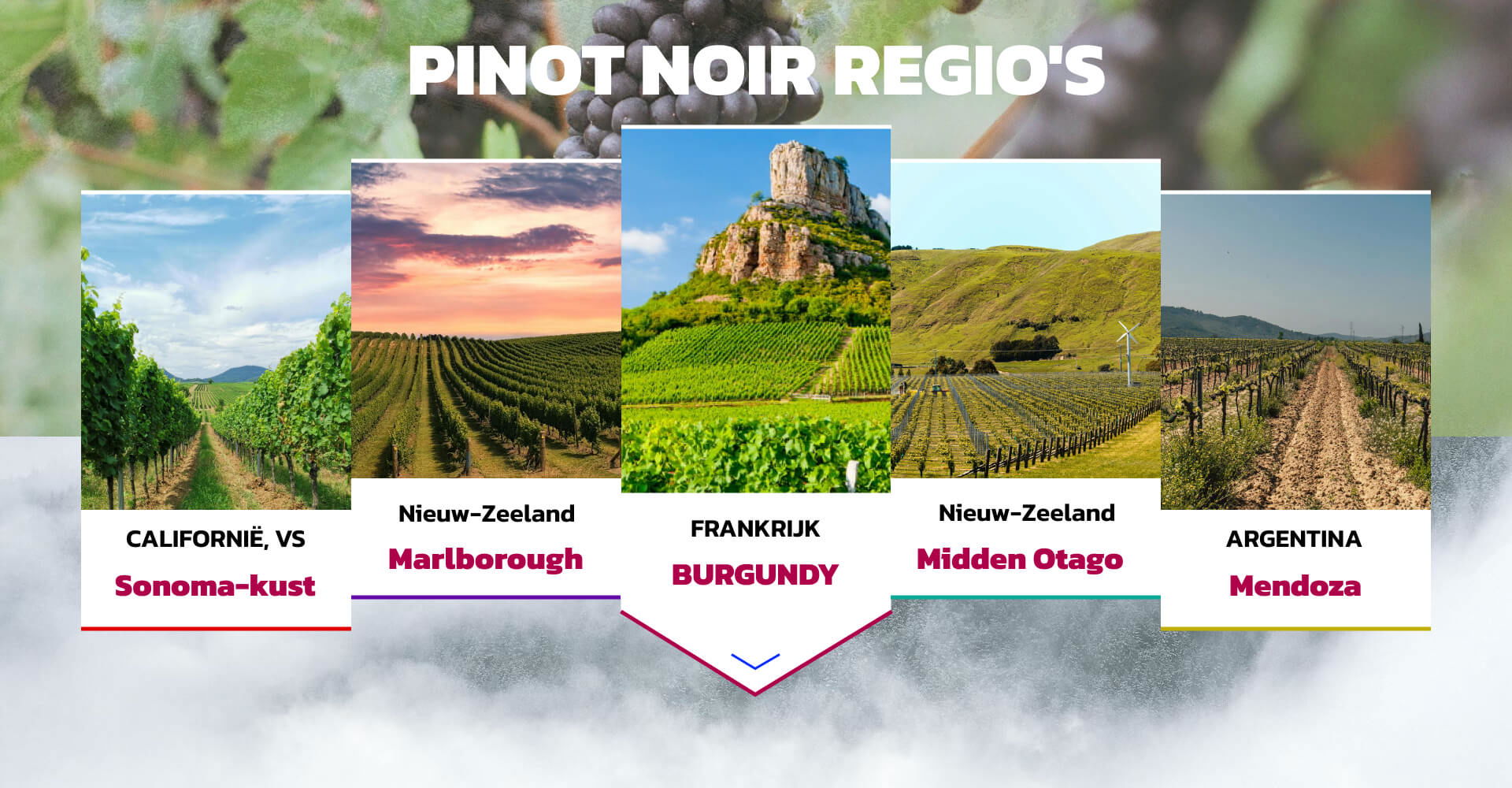 PINOT NOIR REGIO'S