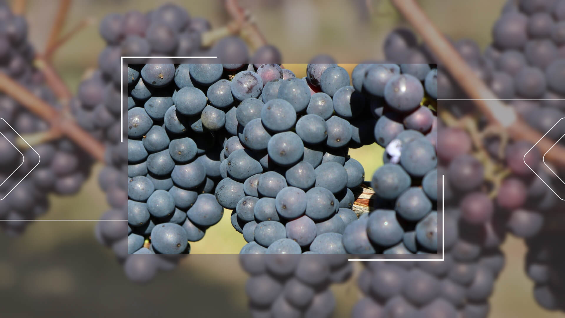 De Pinot Noir druif: Een complete gids