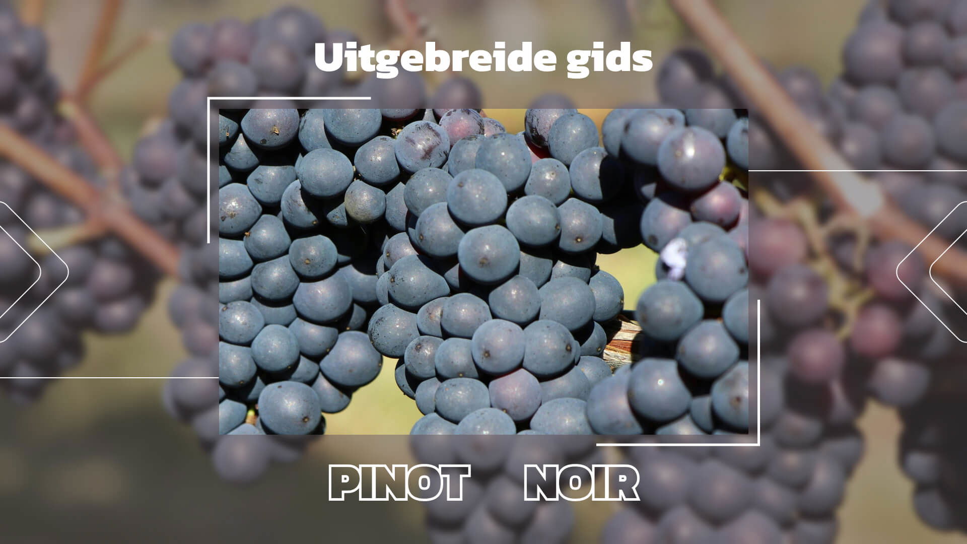 De Pinot Noir druif: Een complete gids